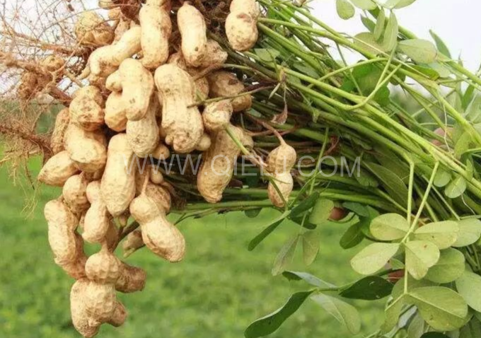 企鵝機械提供全套花生油提取設(shè)備，服務(wù)周到獲稱贊(圖1)